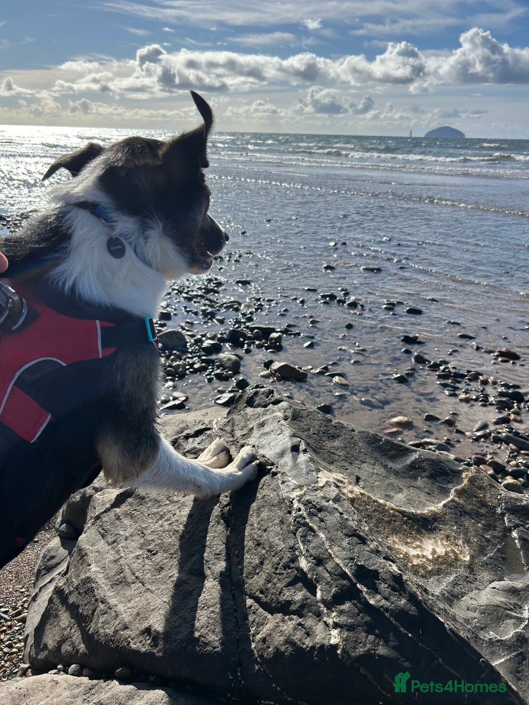 Border Collie dogs for sale: Beautiful Border Collie - Advert 6