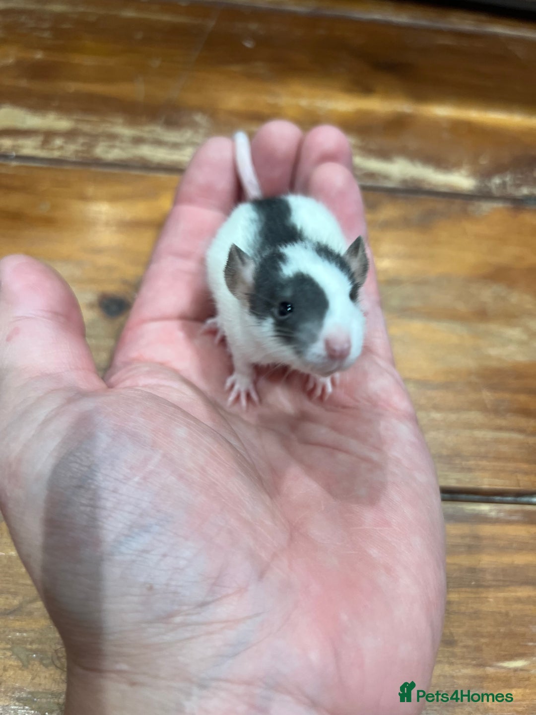 Rat rodents for sale: Pet rats for sale male and female Ava  - Image 4