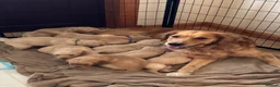 Golden Retriever dogs for sale: Golden retriever puppies  in Isle of Lewis - Advert 1