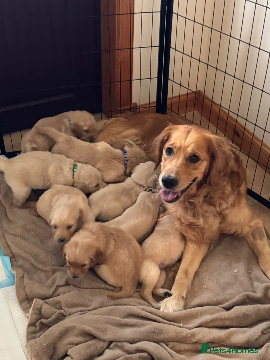 Golden Retriever dogs for sale: Golden retriever puppies  in Isle of Lewis - Advert 1