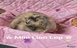 Netherland Dwarf rabbits for sale: Netherland and Mini Lion Lops - Image 3