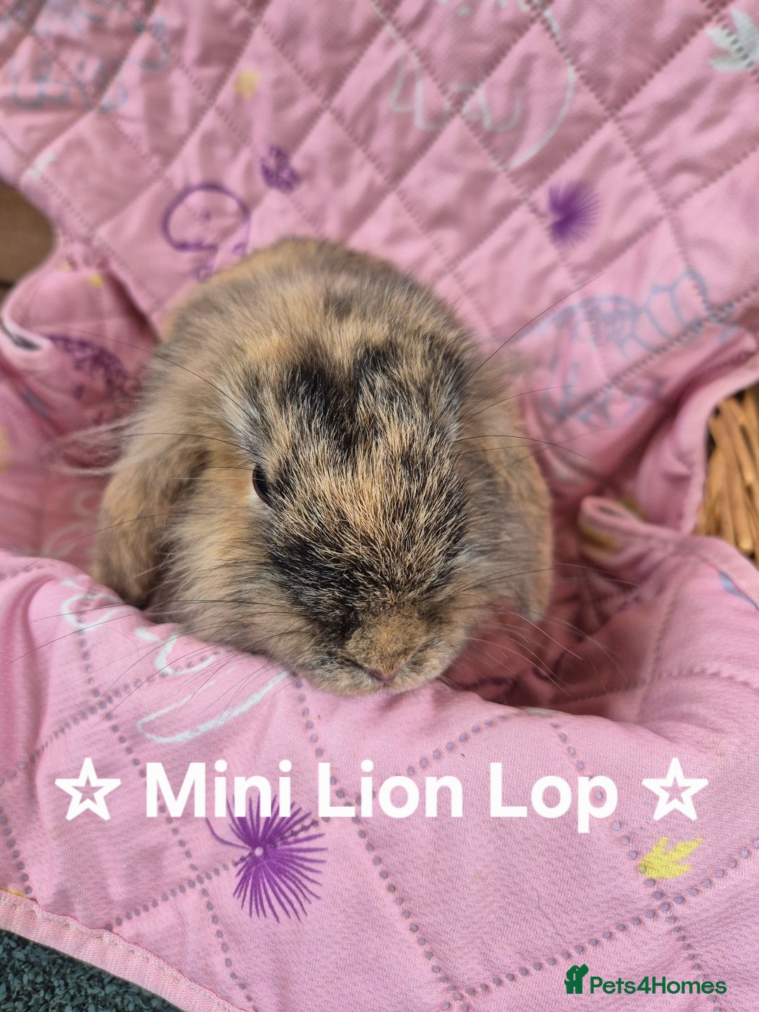 Netherland Dwarf rabbits for sale: Netherland and Mini Lion Lops - Image 3