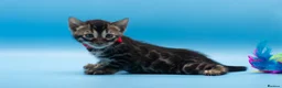 Bengal cats for sale: TICA Registered Bengal Kittens – Truly Magnificent - Advert 11