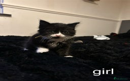 British Shorthair cats for sale: Kittens for sale - Image 3