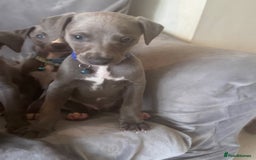 Whippet dogs for sale: Beautiful KC Reg Blue Whippet puppies - Image 13