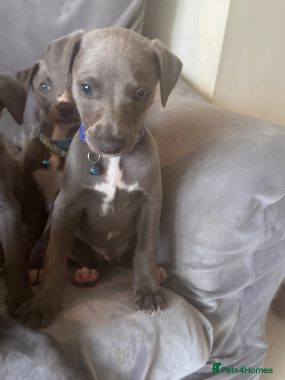 Whippet dogs for sale: Beautiful KC Reg Blue Whippet puppies - Image 13