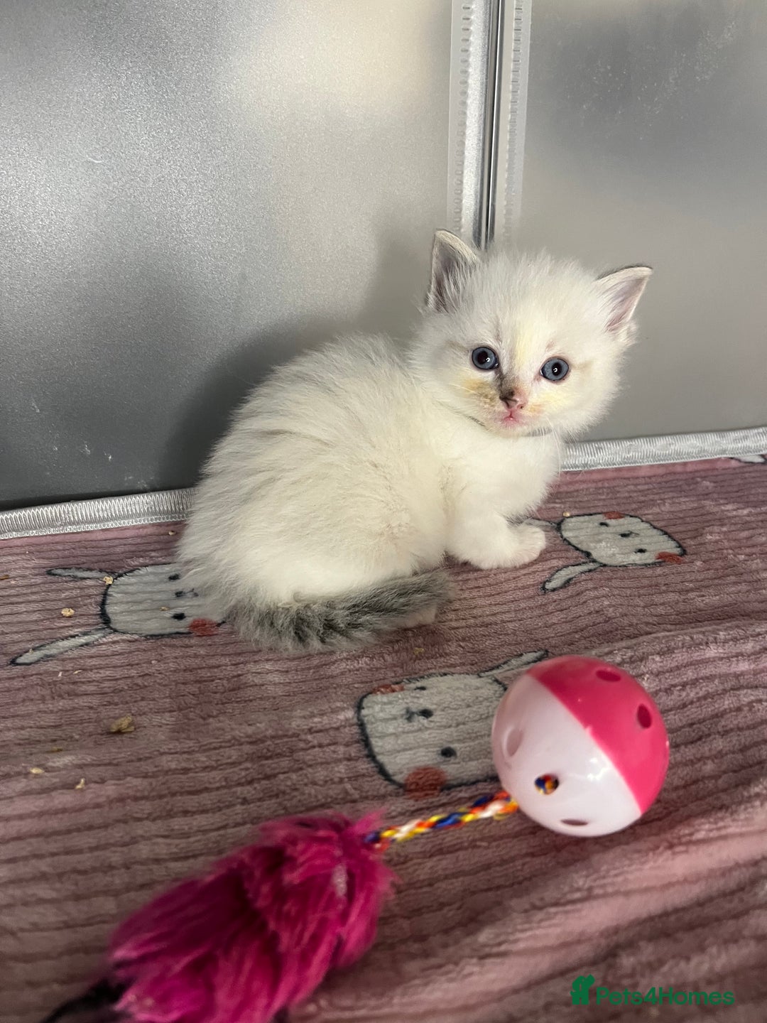 Ragdoll cats for sale: Beautiful pure ragdoll kittens  - Advert 18