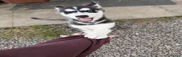 Siberian Husky dogs for sale: Siberian Husky Puppies  - Advert 4