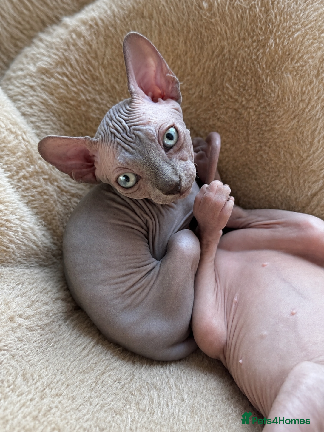 Sphynx cats 🐈‍⬛🐾 Sphynx elf's / Canadian kittens  - Advert 2