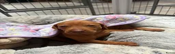 Hungarian Vizsla dogs for sale: Collect in two weeks!🐾KC smooth Hungarian Vizslas - Advert 32