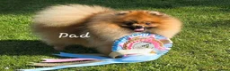 Pomeranian dogs for sale: *Beautiful dna clear pedegree boy pomeranian* - Advert 8