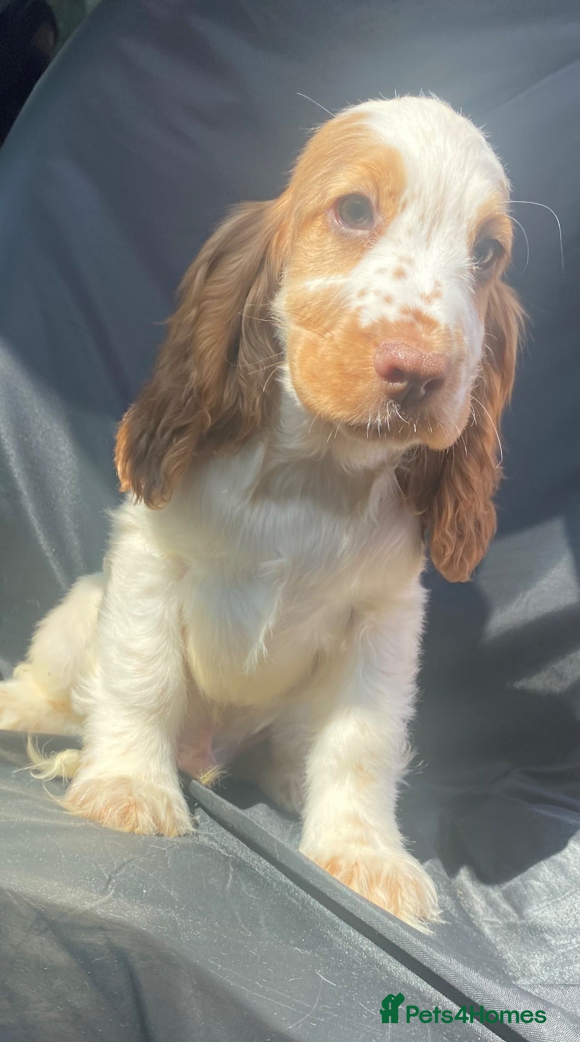Cocker Spaniel dogs 2 STUNNING KC SHOW COCKERS  - Advert 2