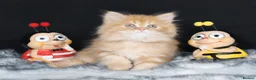 British Longhair cats for sale: Register Golden British Longhair/Shorthaired  - Advert 19