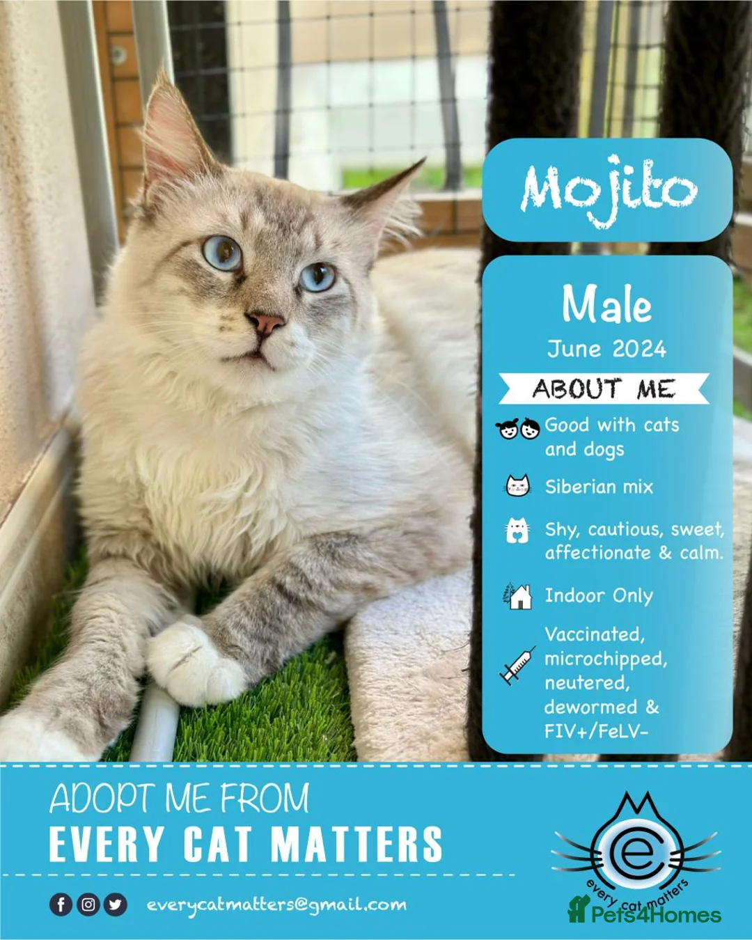 Mixed Breed cats for adoption: Male Indoor Sensitive Rescue Cat for Adoption in Carshalton - Advert 4