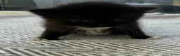 Norwegian Forest Cat cats for sale: Beautiful single tuxedo kitty girl - Advert 4