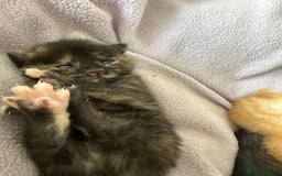 Domestic Shorthair cats for sale: 8 Beautiful kittens with stunning markings  - Image 23