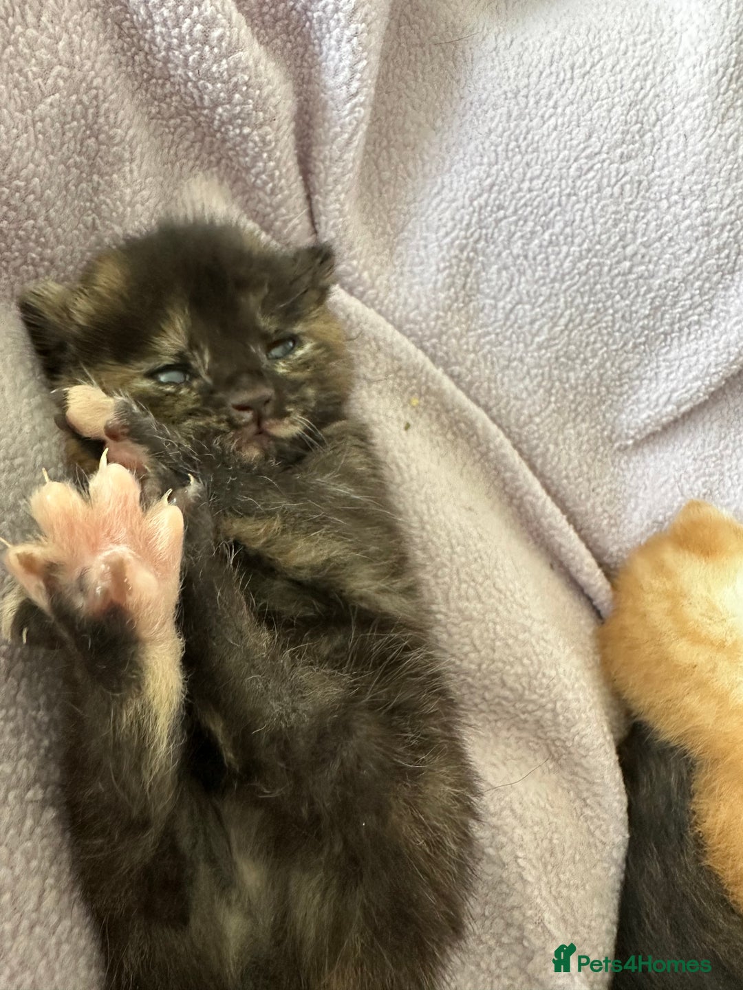 Domestic Shorthair cats for sale: 8 Beautiful kittens with stunning markings  - Image 23