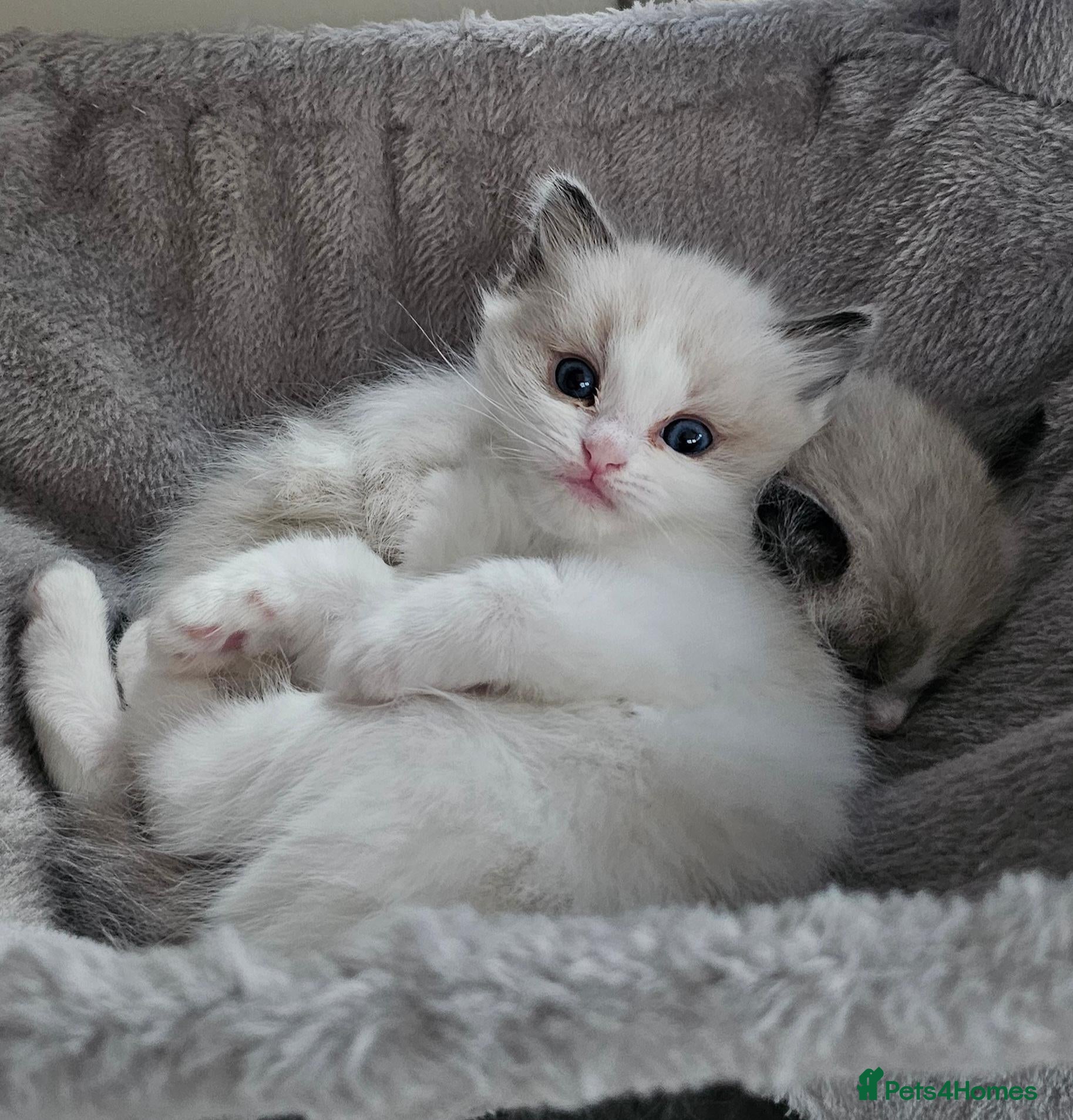 Ragdoll cats Purebred Pedigree Ragdoll kittens - Advert 1