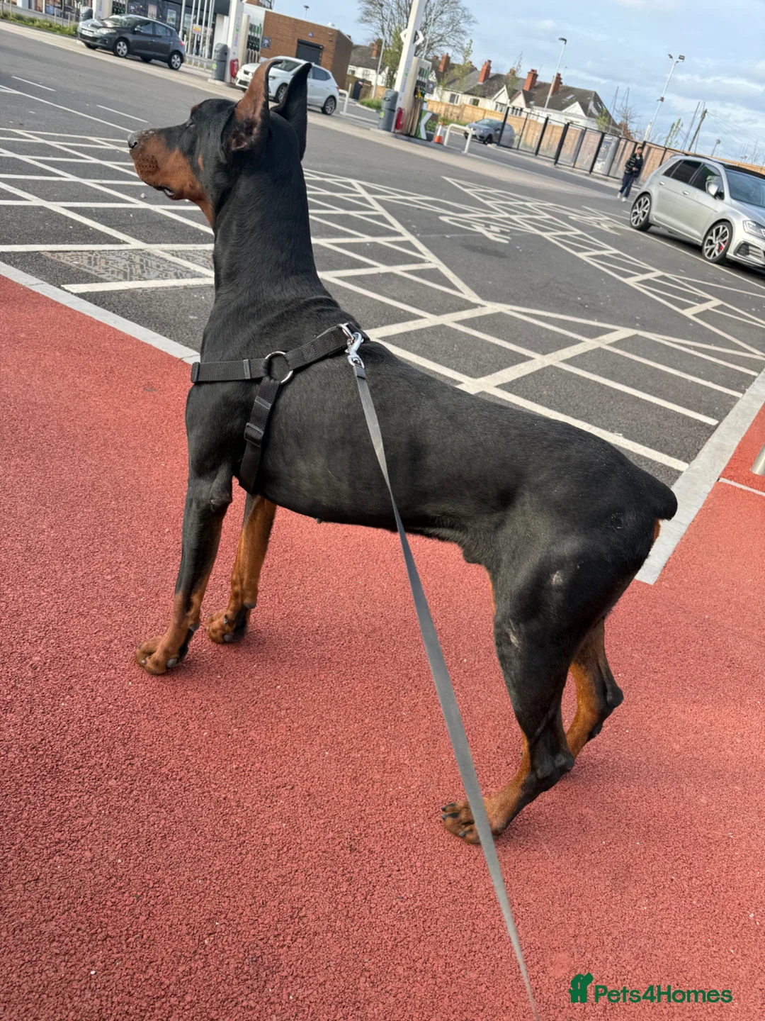 Dobermann dogs for stud: Doberman stud  - Advert 2