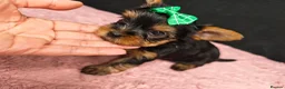 Yorkshire Terrier dogs for sale: Beautiful Yorkies for sale - Advert 31