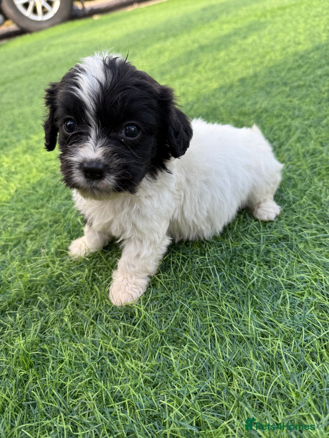 Mixed Breed dogs for sale: 7 stunning cockerjack puppies  - Image 4