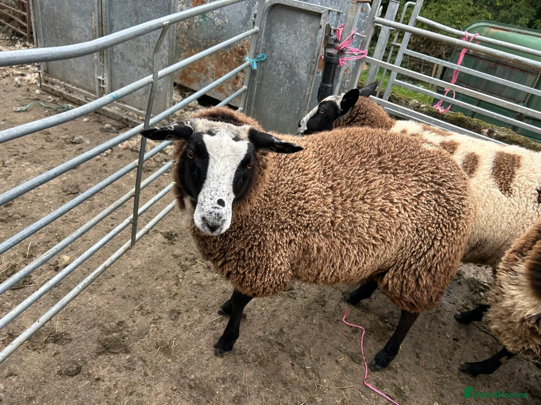 Sheep livestock for sale: Selection of graded Dutch spotted gimmer hoggs  - Advert 6
