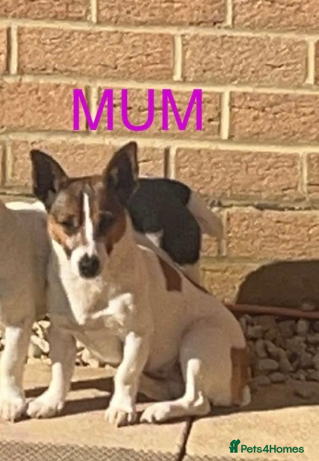 Jack Russell dogs for sale: Jack Russels  - Advert 9