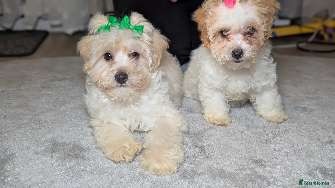 Maltipoo dogs for sale: Olivia M - Advert 9
