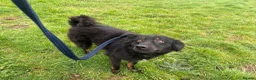Mixed Breed dogs for adoption: Newton - Norwich Norfolk  - Advert 7