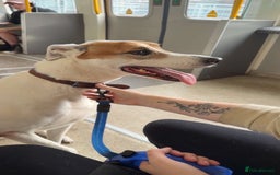 Mixed Breed dogs for sale: Brogan the Lurcher  - Image 3