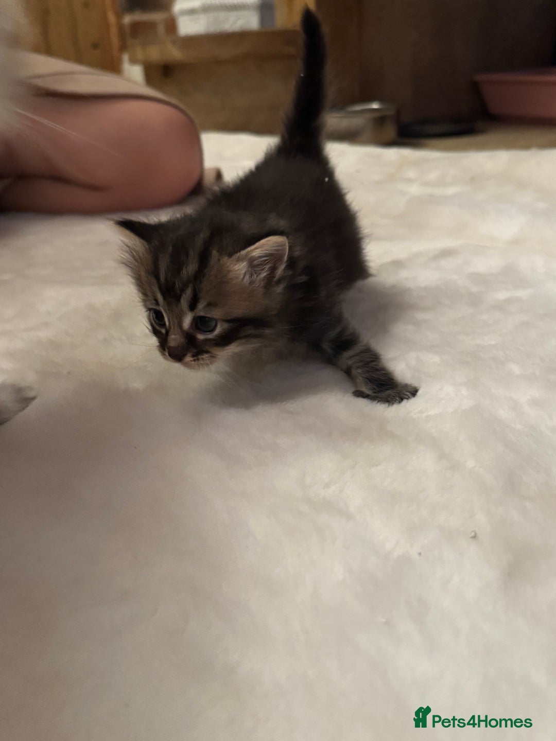 Ragdoll cats for sale: Half ragdoll stunningly marked kittens  - Image 16