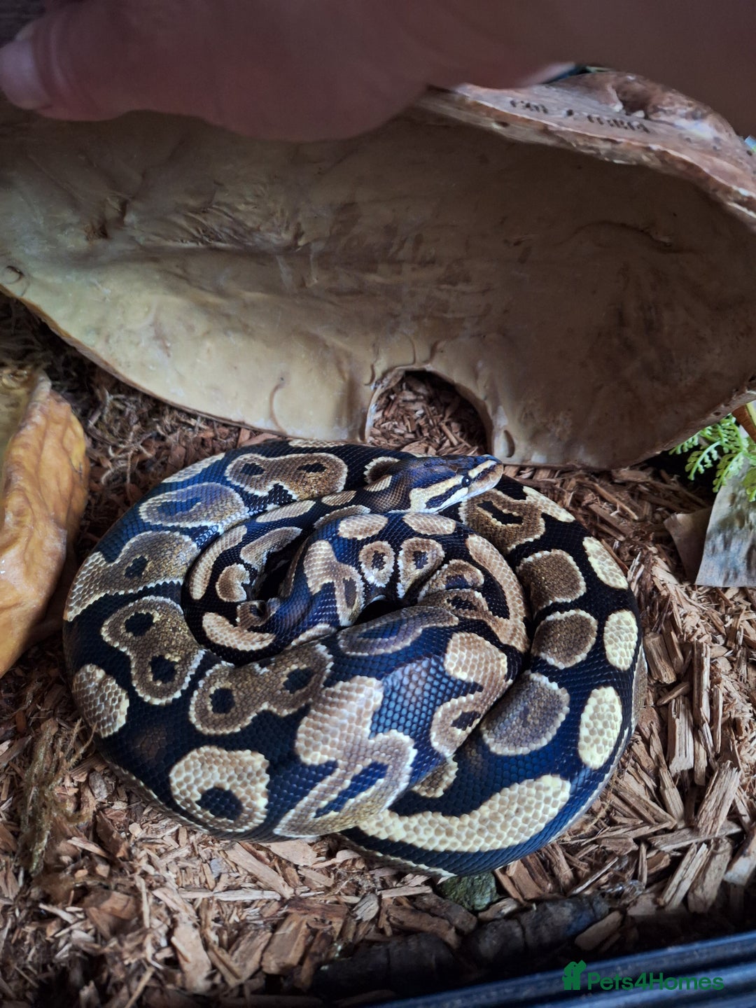 Python Snake reptiles for sale: Royal python and set-up for sale - Image 3