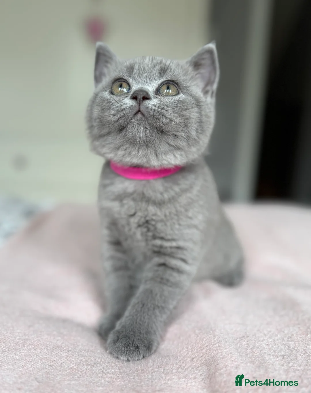 British Shorthair cats for sale: GCCF registered British Shorthair Kittens - Advert 4
