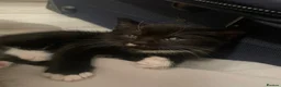 Mixed Breed cats for sale: 4 beautiful kittens  - Advert 16