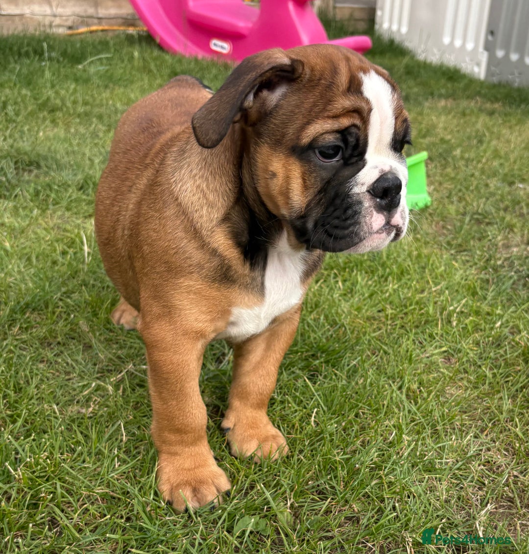 English Bulldog dogs for sale: English bulldog puppies  - Image 5