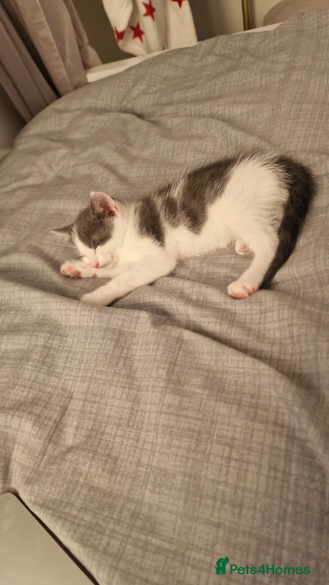 Mixed Breed cats for sale:  Beautiful Black & White Kittens Looking for home in Manchester - Advert 20
