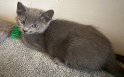 Russian Blue cats for sale: Russian Blue Kittens  - Image 16