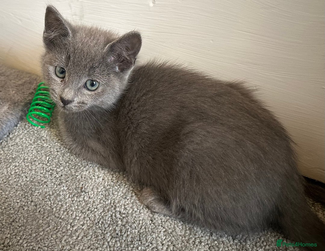 Russian Blue cats for sale: Russian Blue Kittens  - Image 16