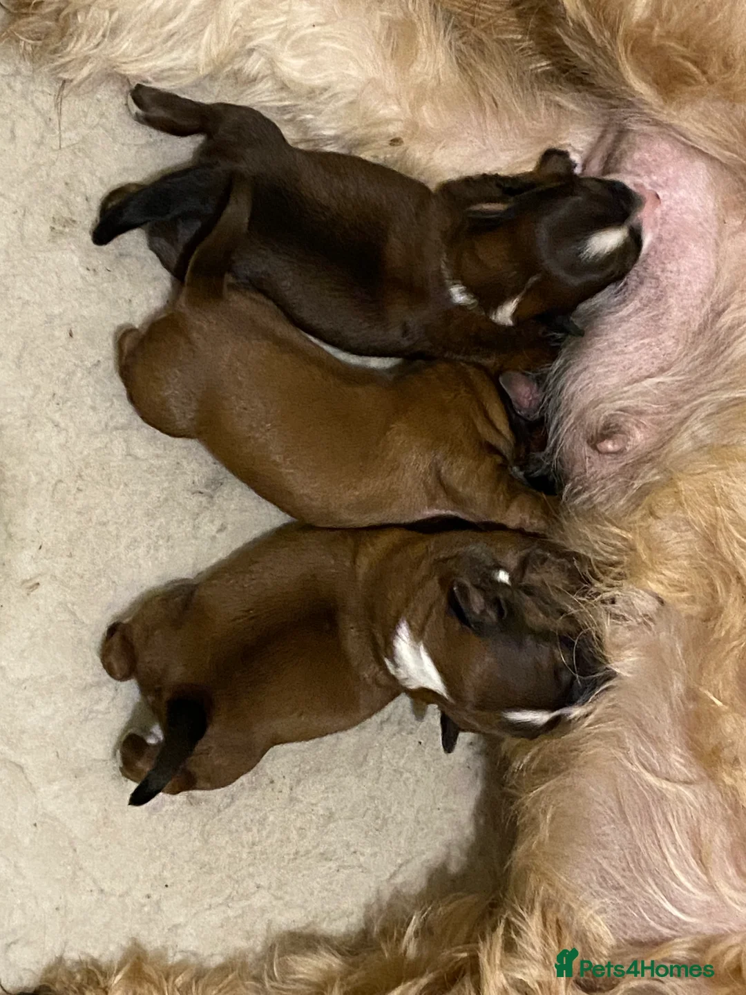 Tibetan Terrier dogs for sale: KC registered Tibetan Terrier pups for sale - Advert 2