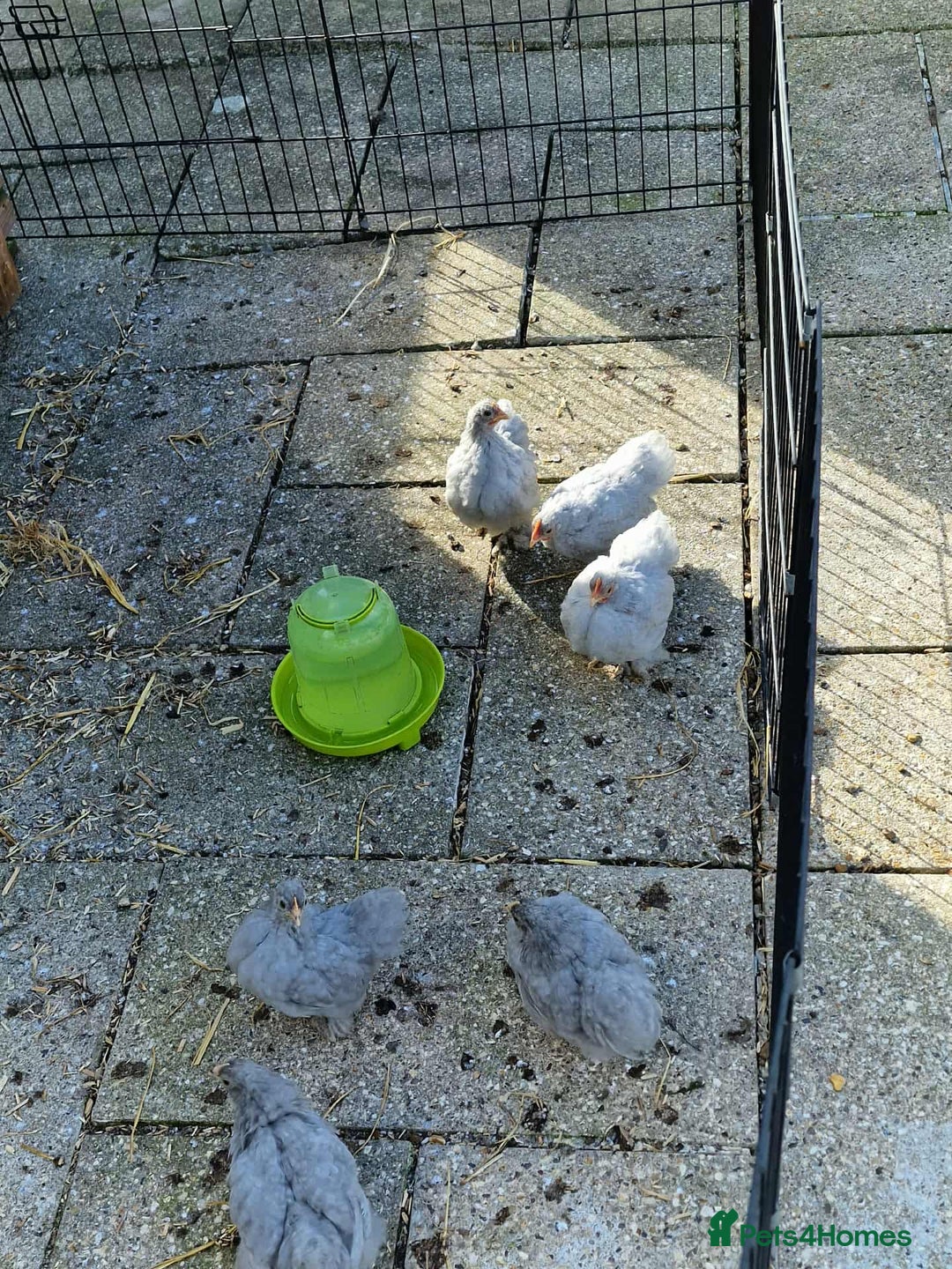 Chickens poultry for sale: Lavender cuckoo pekins - Advert 4