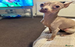 Russian Toy Terrier dogs for sale: Urgently selling a beauty - Image 1