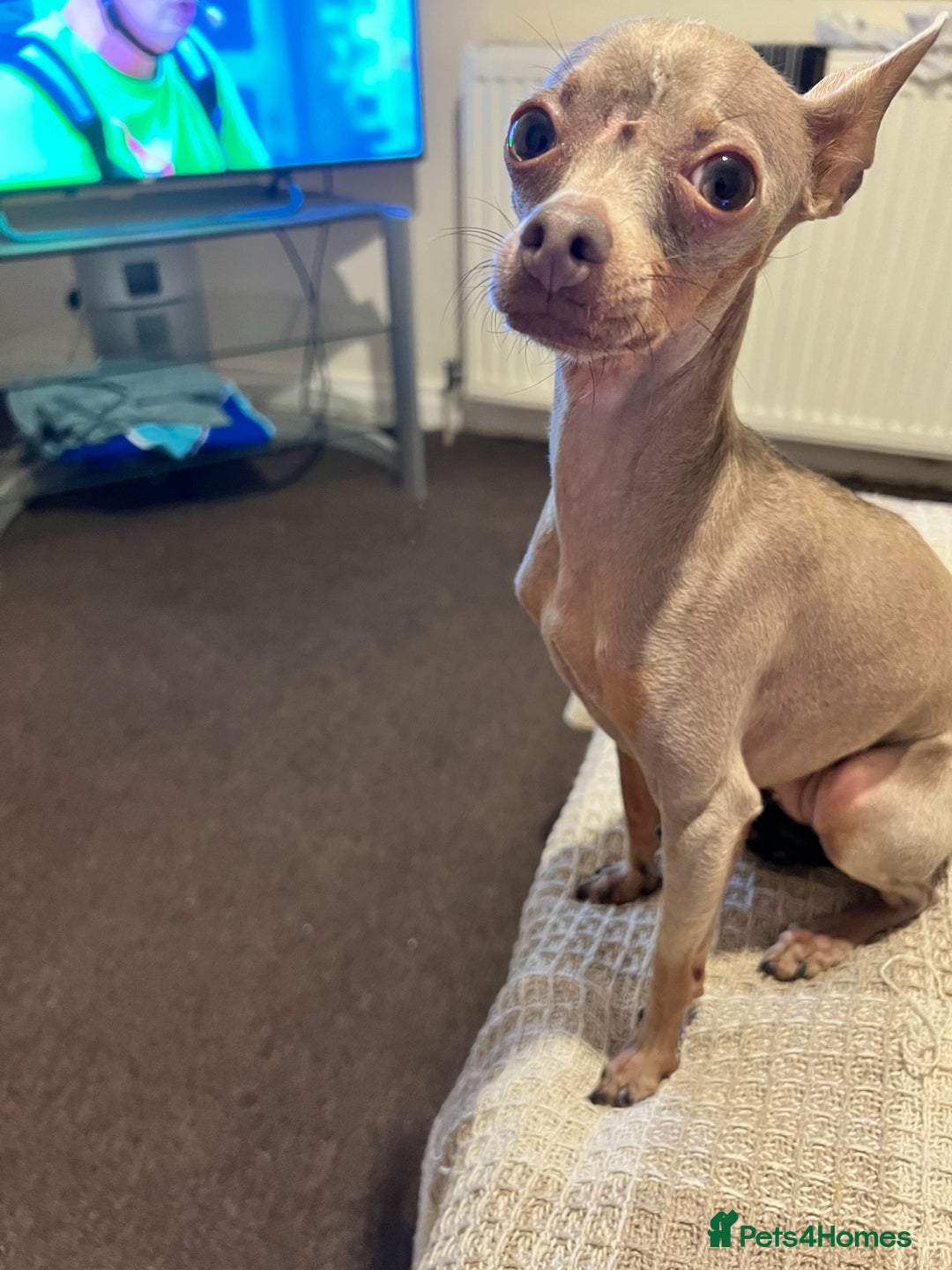 Russian Toy Terrier dogs for sale: Urgently selling a beauty - Image 1