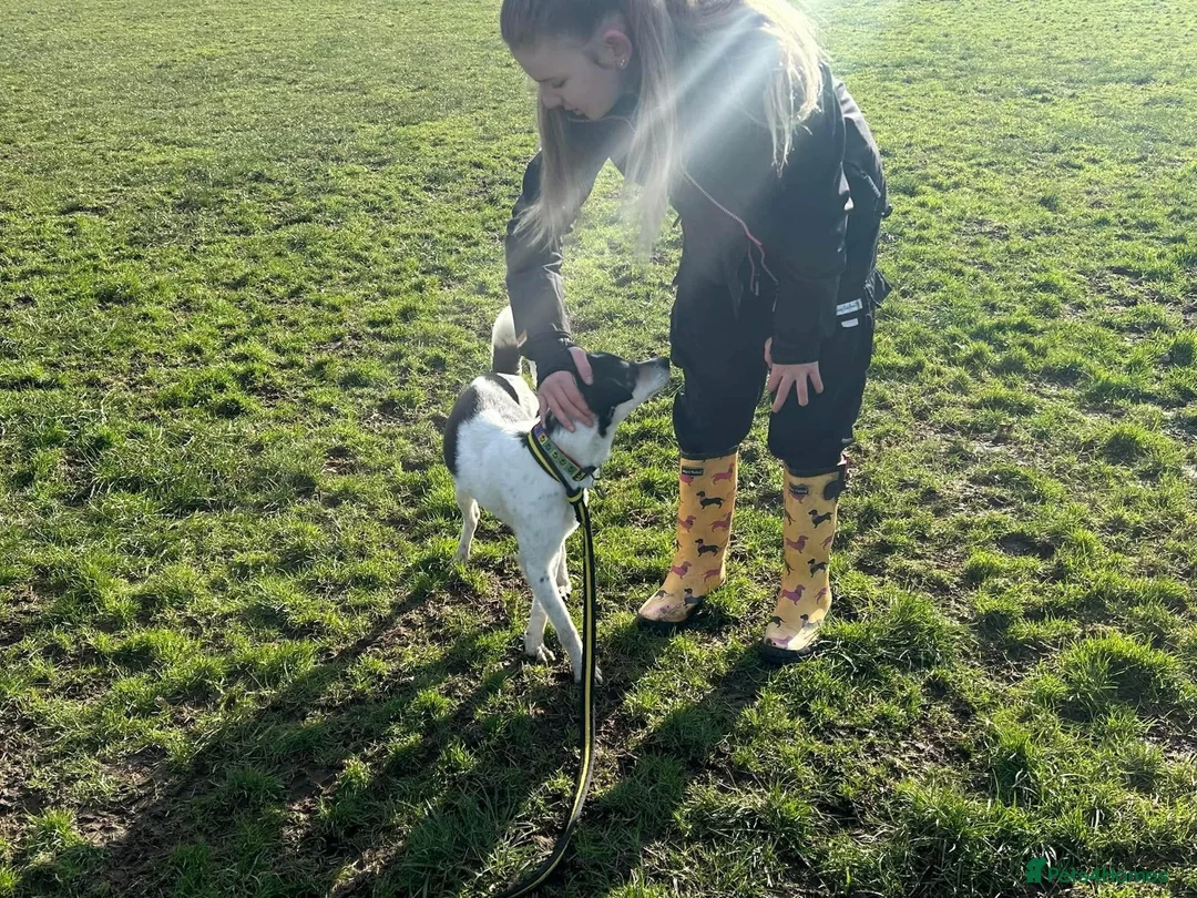 Mixed Breed dogs for adoption: Pippa - Norwich Norfolk  in Norwich - Advert 20