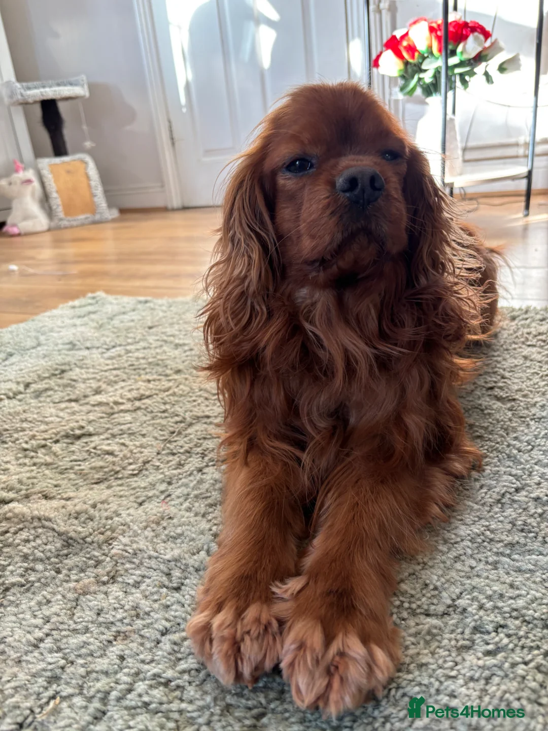 Cavalier King Charles Spaniel dogs for sale: Cavalier king Charles male  - Advert 2