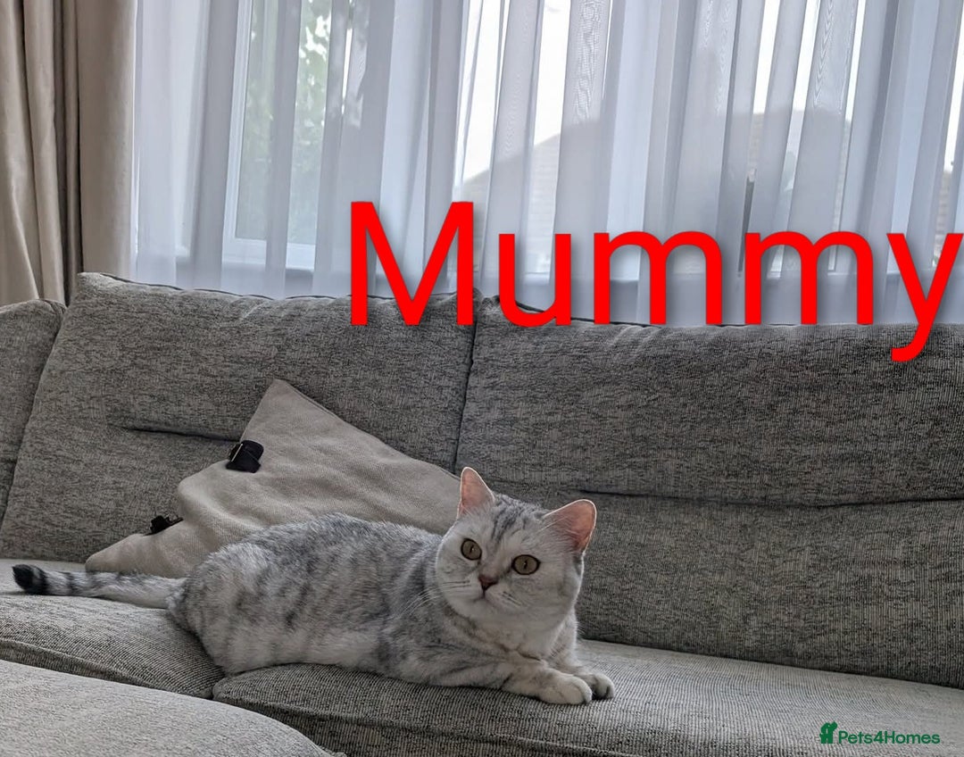 Scottish Fold cats for sale: 😻Scottish fold kittens😻 - Image 3