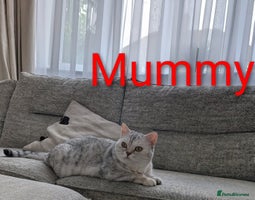 Scottish Fold cats - Advert 5