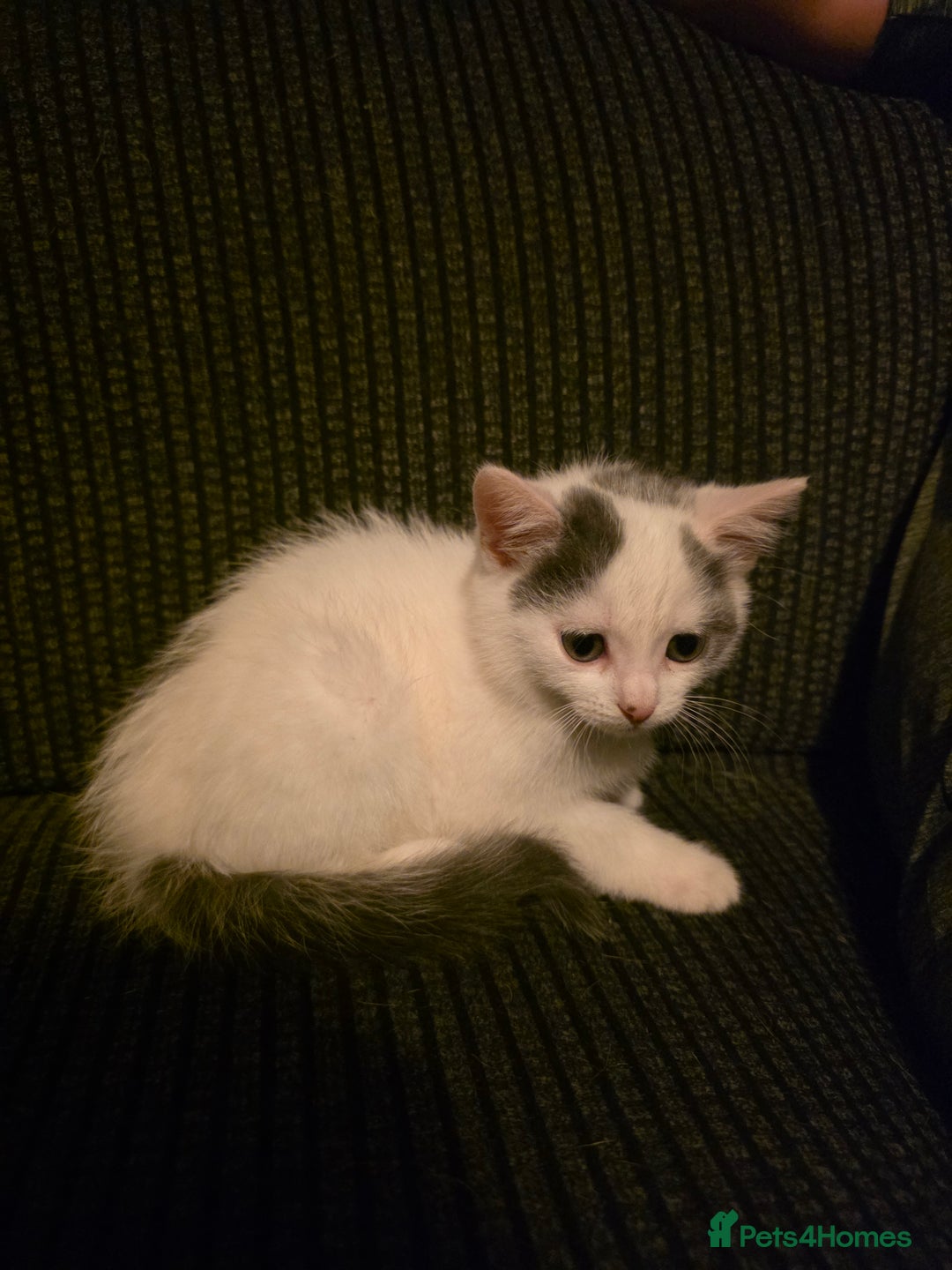 Mixed Breed cats for sale: 💫Looking To Rehome Our Gorgeous Girl Snowy💫 - Advert 9