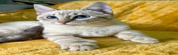 Bengal cats for sale: Breathtaking rare polydactyl snow leopard  - Advert 10