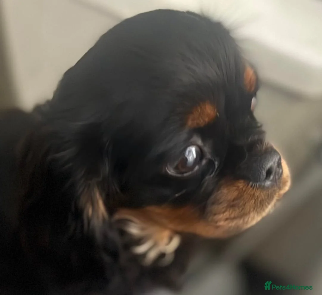 Cavalier King Charles Spaniel dogs for sale: Gentle black & tan boy - Advert 5