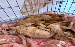 Miniature Poodle dogs for sale: Miniature Pedigree Poodles  - Advert 1